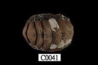 藏品(琉球石鼈)的圖片